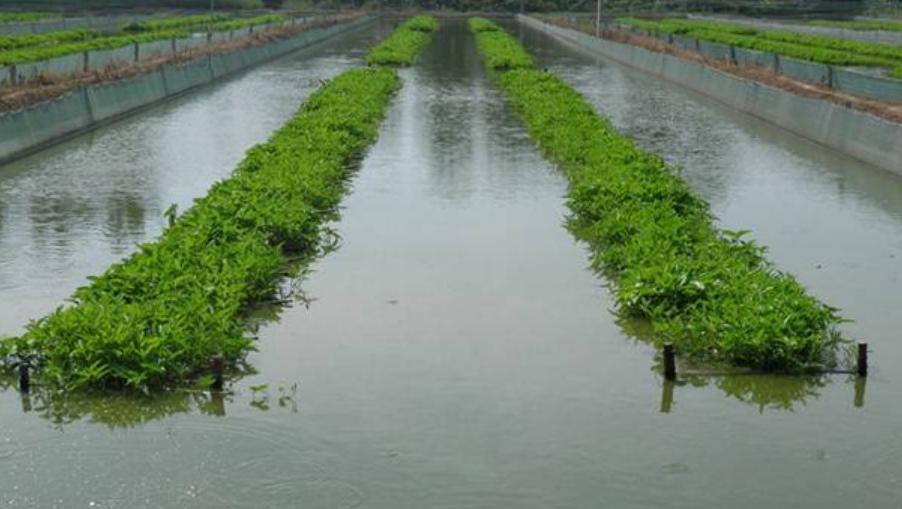 养殖项目养殖什么最好,前景比较好的10大养殖项目