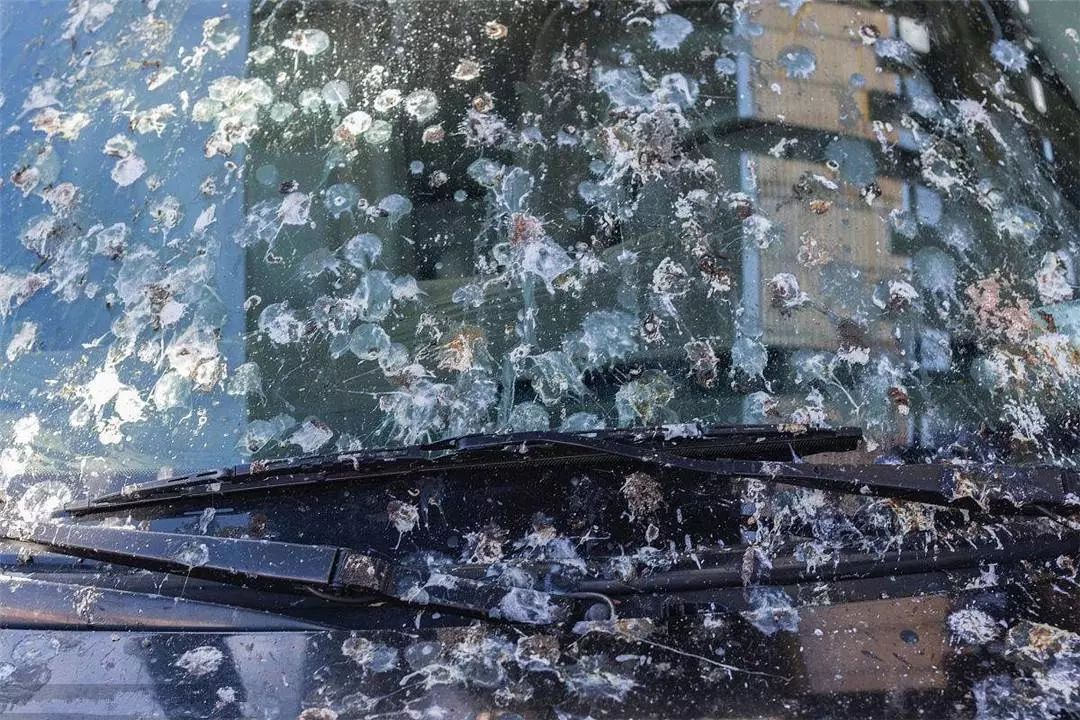 经常有鸟拉屎在车上,为什么鸟总是拉屎在我车上