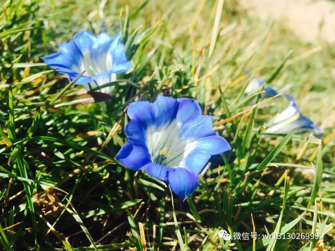 甘丹寺一日游详细攻略,甘丹寺旅行