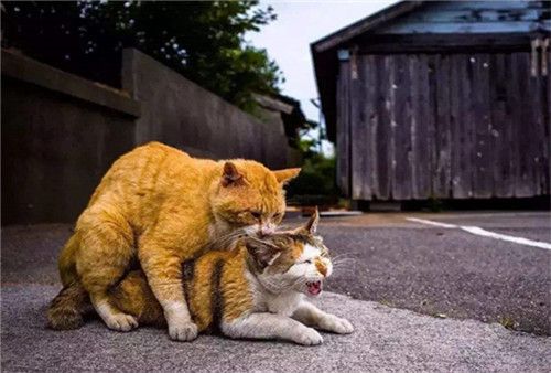 绝育能延长宠物寿命,还有利于生态平衡,为何你还在抗拒?