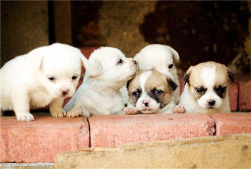 绝育能延长宠物寿命,还有利于生态平衡,为何你还在抗拒?