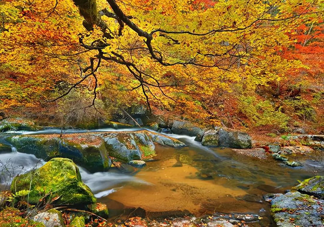 敦化寒葱岭红叶谷风景,吉林红叶最新视频