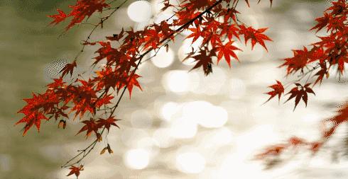 敦化寒葱岭红叶谷风景,吉林红叶最新视频