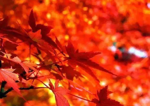 敦化寒葱岭红叶谷风景,吉林红叶最新视频