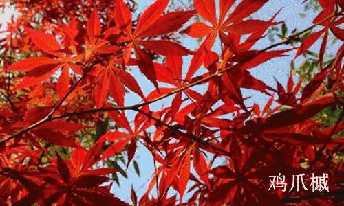 敦化寒葱岭红叶谷风景,吉林红叶最新视频