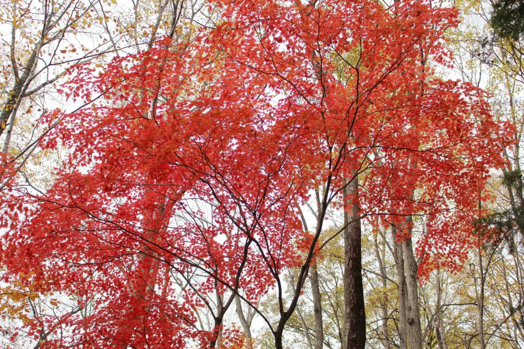 敦化寒葱岭红叶谷风景,吉林红叶最新视频