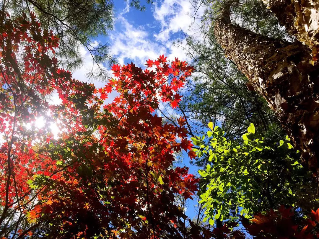 敦化寒葱岭红叶谷风景,吉林红叶最新视频