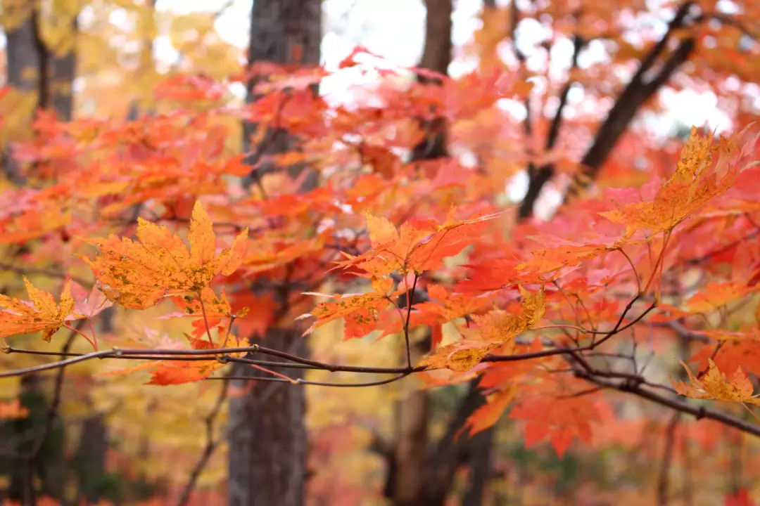 敦化寒葱岭红叶谷风景,吉林红叶最新视频