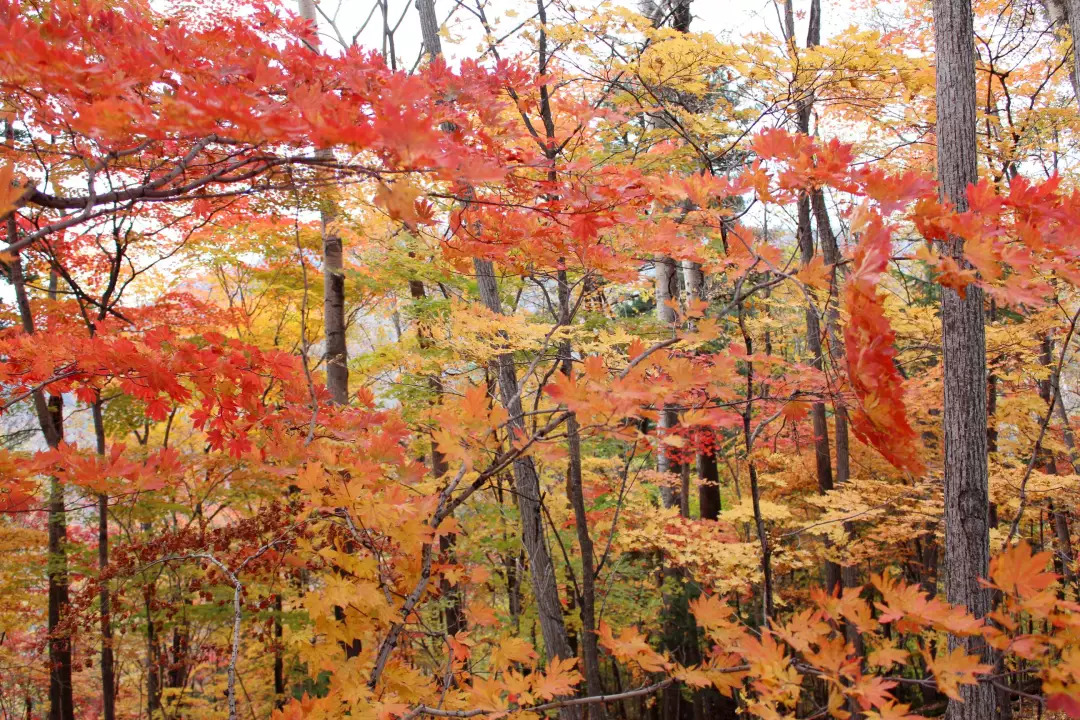 敦化寒葱岭红叶谷风景,吉林红叶最新视频