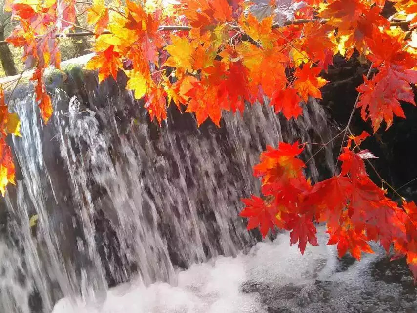 敦化寒葱岭红叶谷风景,吉林红叶最新视频