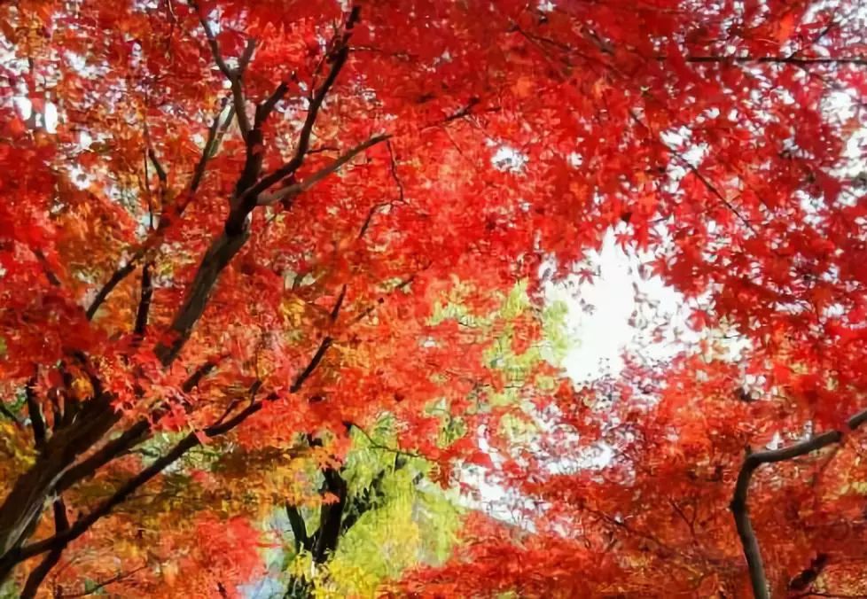 敦化寒葱岭红叶谷风景,吉林红叶最新视频