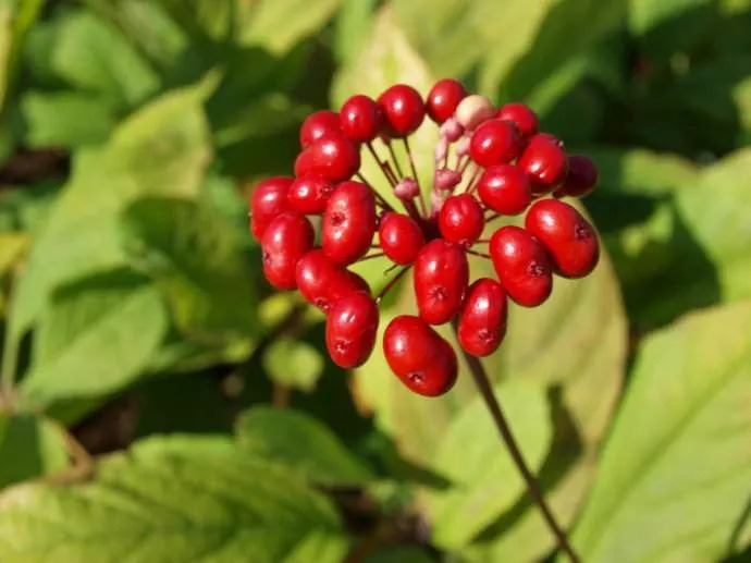 敦化寒葱岭红叶谷风景,吉林红叶最新视频