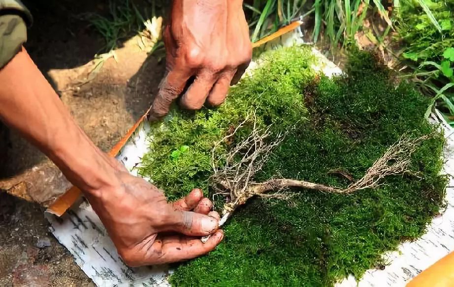 敦化寒葱岭红叶谷风景,吉林红叶最新视频
