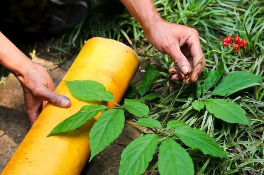 敦化寒葱岭红叶谷风景,吉林红叶最新视频