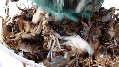 大闸蟹什么时候吃最肥,大闸蟹在几月份吃最肥美