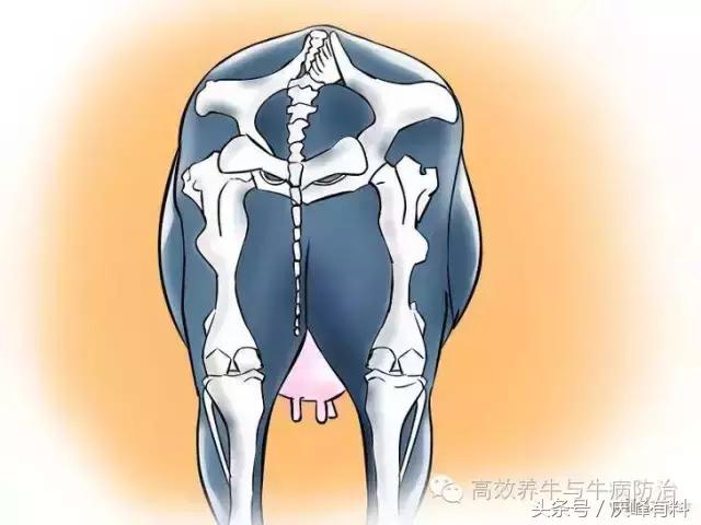 判断母牛生产成功的最佳方法,养牛最佳观察方法