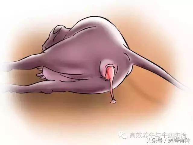 判断母牛生产成功的最佳方法,养牛最佳观察方法