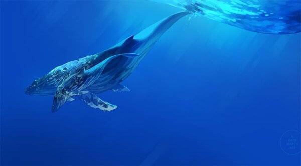 蓝鲸为什么不被虎鲸吃,蓝鲸这么大是怎么被虎鲸吃掉的