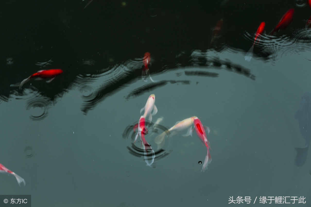 锦鲤到家如何入缸视频教程,锦鲤到家第二天应该注意什么