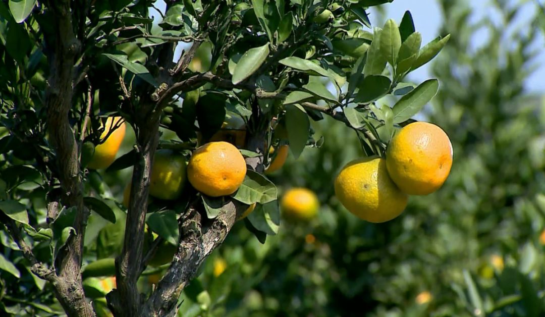 东山橘子采摘节怎么样,苏州东山橘子采摘攻略