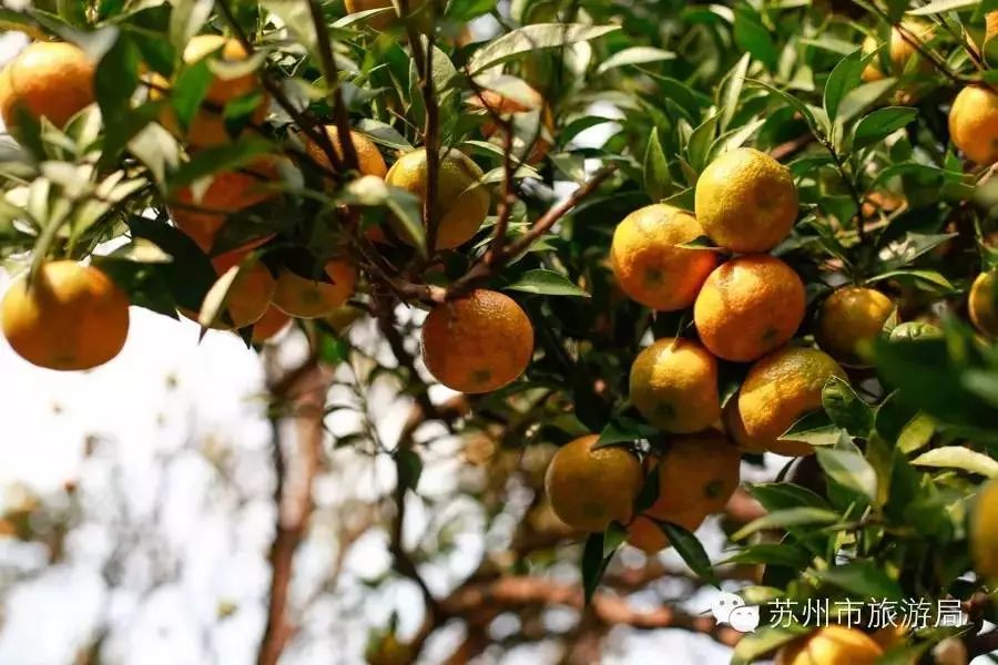 东山橘子采摘节怎么样,苏州东山橘子采摘攻略