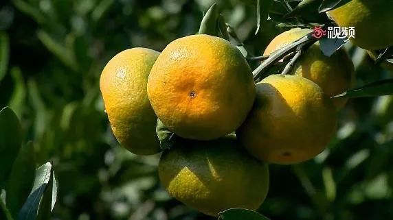 东山橘子采摘节怎么样,苏州东山橘子采摘攻略