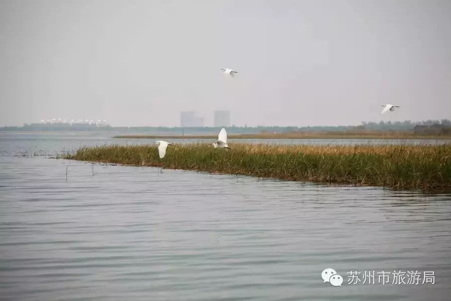 东山橘子采摘节怎么样,苏州东山橘子采摘攻略