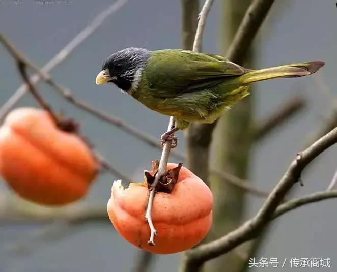 秋分时节昼渐短夜渐长,今迎秋分节气昼短夜长凉意日浓