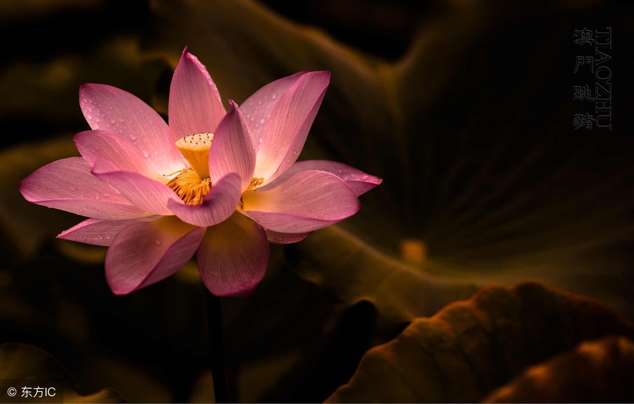 通知：这种人，没品没德，谁都别理他！一定要互相转告