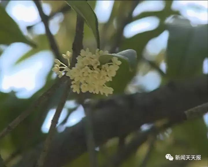 马边县鲜花,马边花海