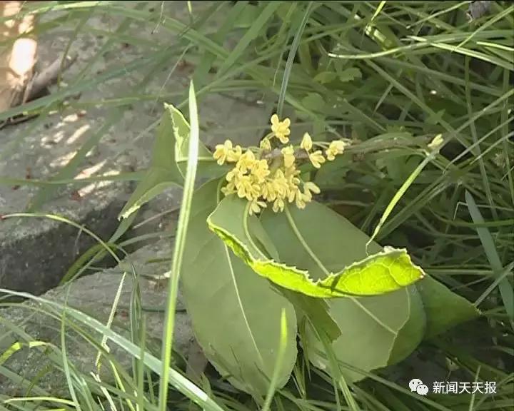 马边县鲜花,马边花海