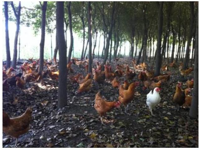 农场经营思路100条,最经典的农场经营模式