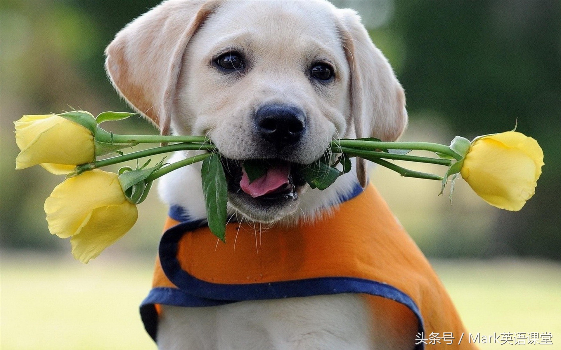 英语形近词背诵,英语形近词100个