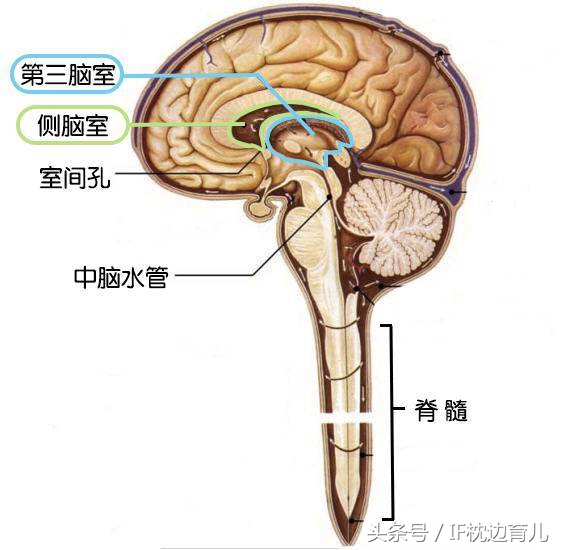 产检胎儿出现异常率有多少,产检报告结果显示唐氏低风险