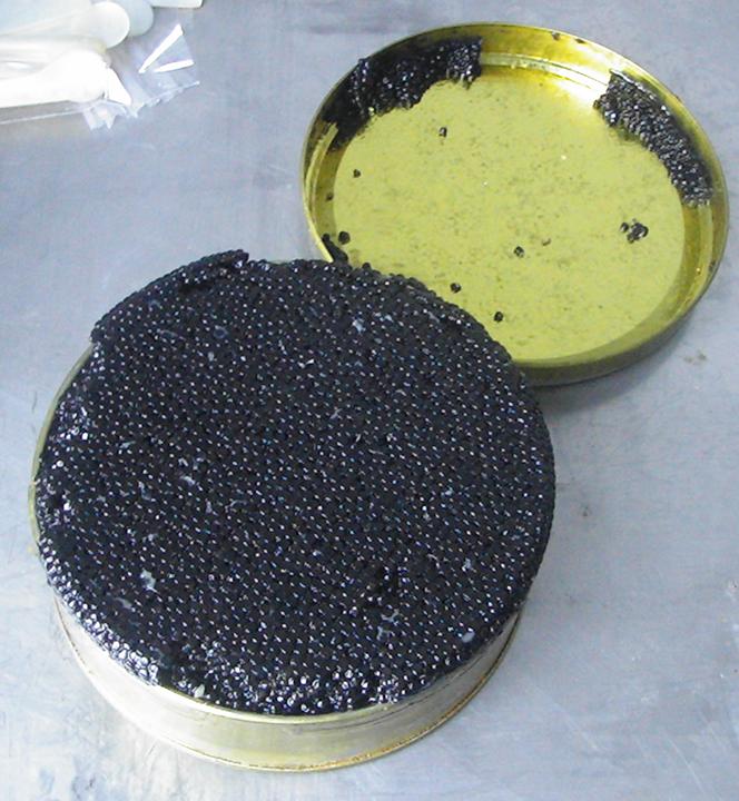 鲟鱼鱼子酱才是真正的鱼子酱,鲟鱼鱼子酱是哪种鲟鱼