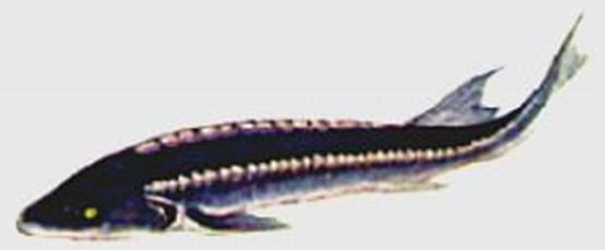 鲟鱼鱼子酱才是真正的鱼子酱,鲟鱼鱼子酱是哪种鲟鱼