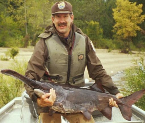鲟鱼鱼子酱才是真正的鱼子酱,鲟鱼鱼子酱是哪种鲟鱼