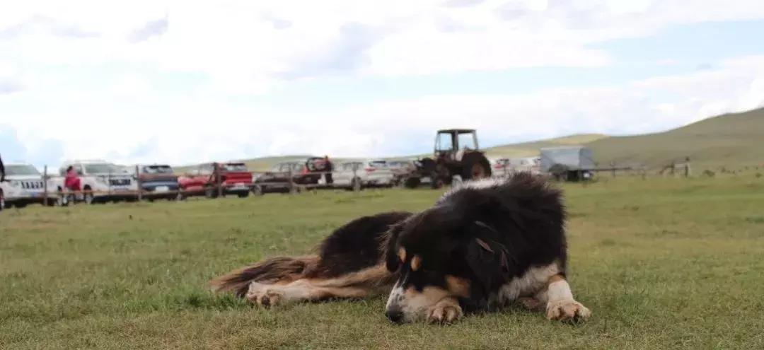 开19款1.6t豪华版瑞虎8自驾游 (瑞虎8四驱烂泥路越野测试)
