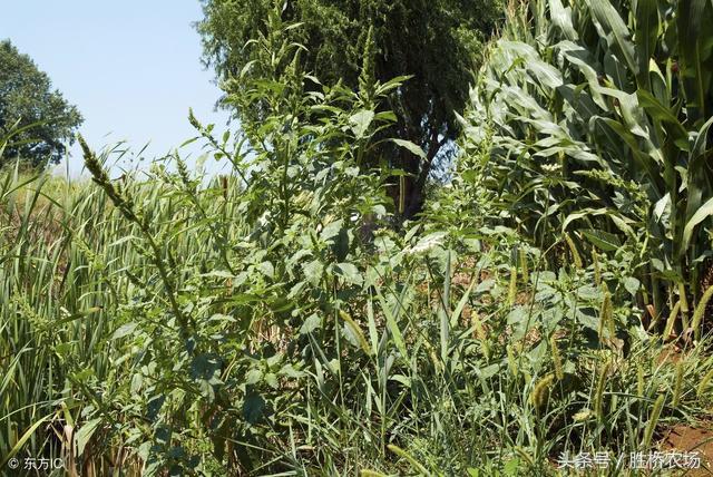 果园生草,果园生草最便宜的方法