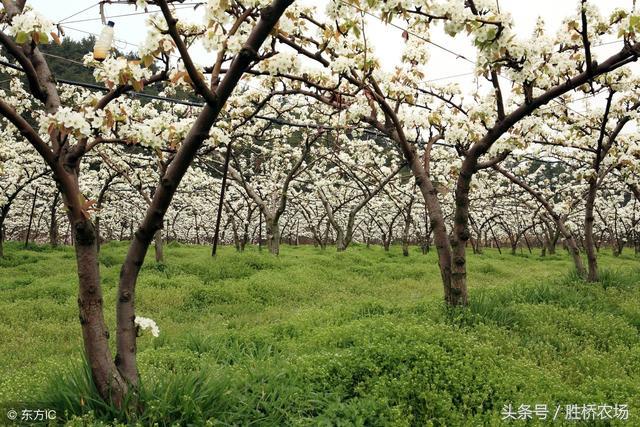 果园生草,果园生草最便宜的方法