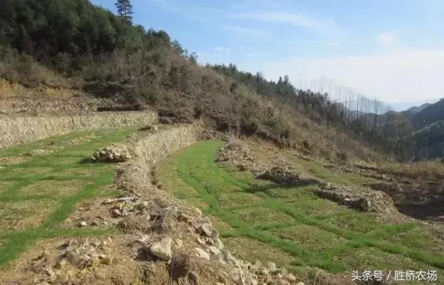 果园生草,果园生草最便宜的方法