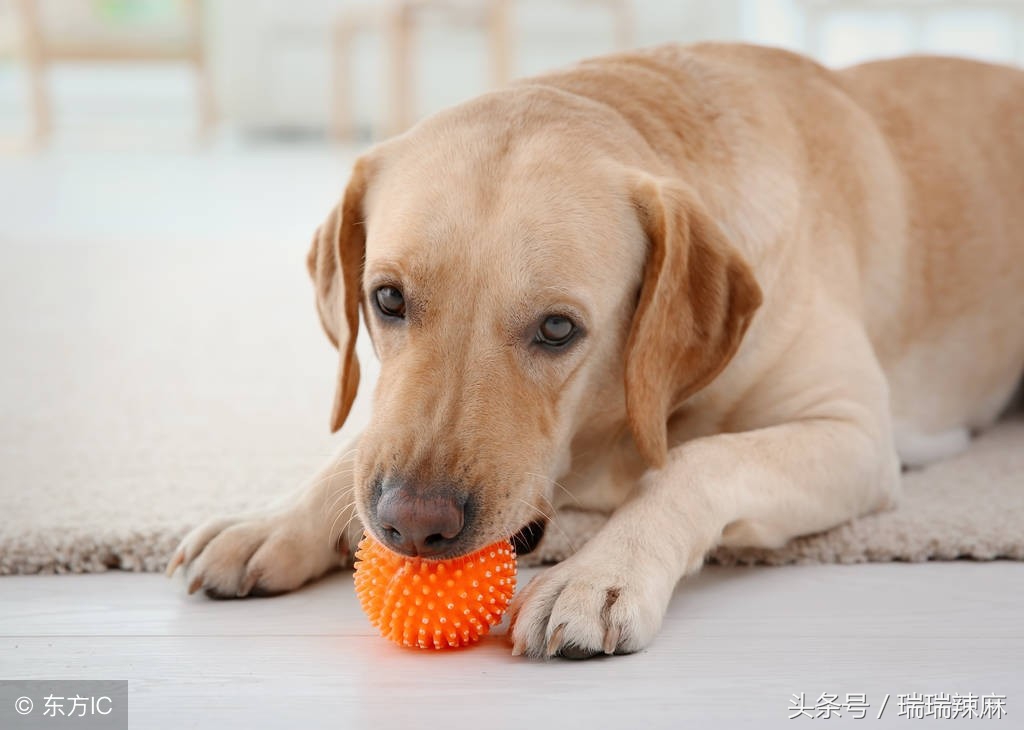 拉布拉多犬皮肤病怎么治疗,拉布拉多皮肤病最佳治疗方法