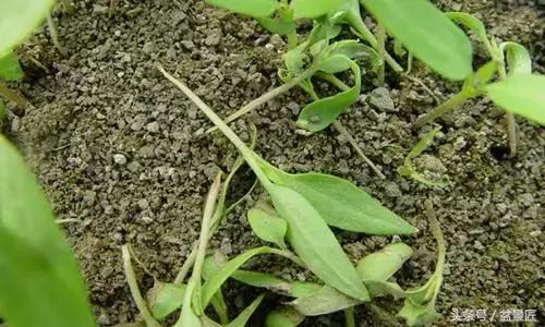 常见的黄叶病虫害,花草常见病害及防治