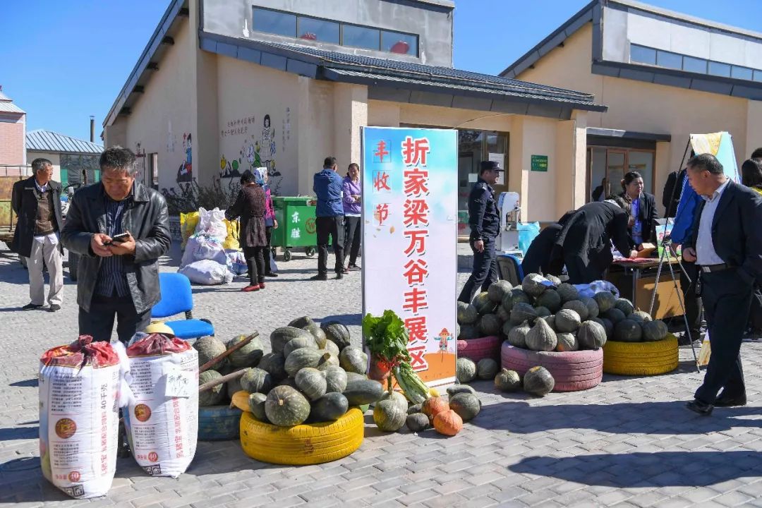 现场太火爆！看东胜区折家梁村如何庆丰收！