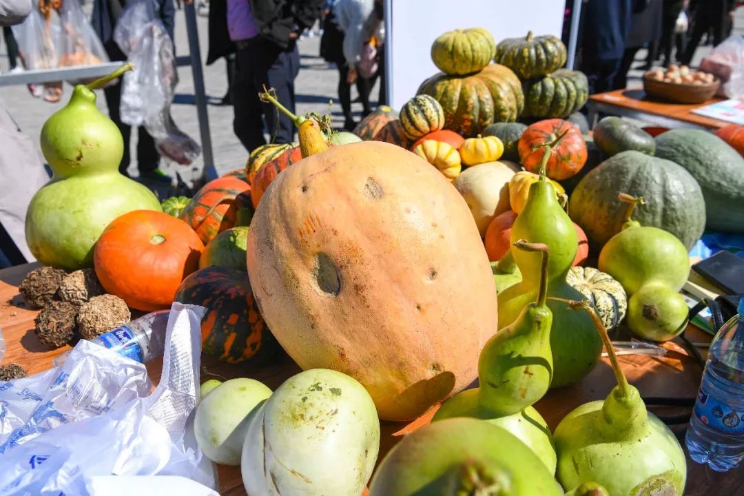 现场太火爆！看东胜区折家梁村如何庆丰收！