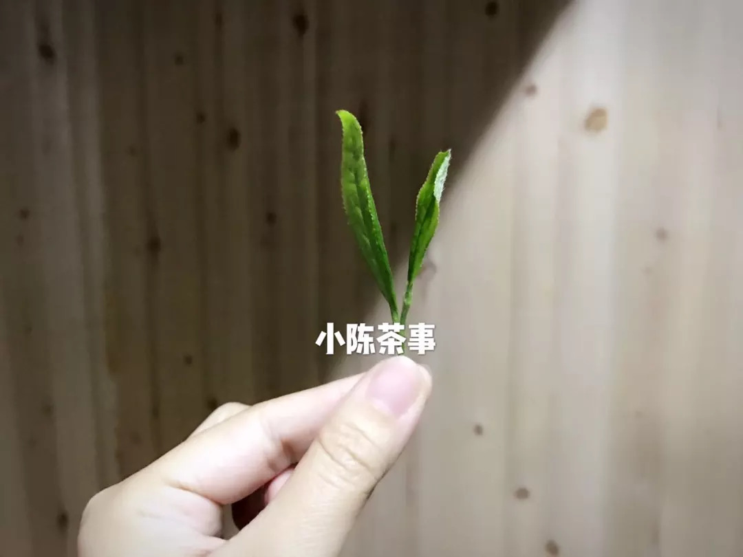 喝白茶的常见问题及解决,白茶新茶有青味吗
