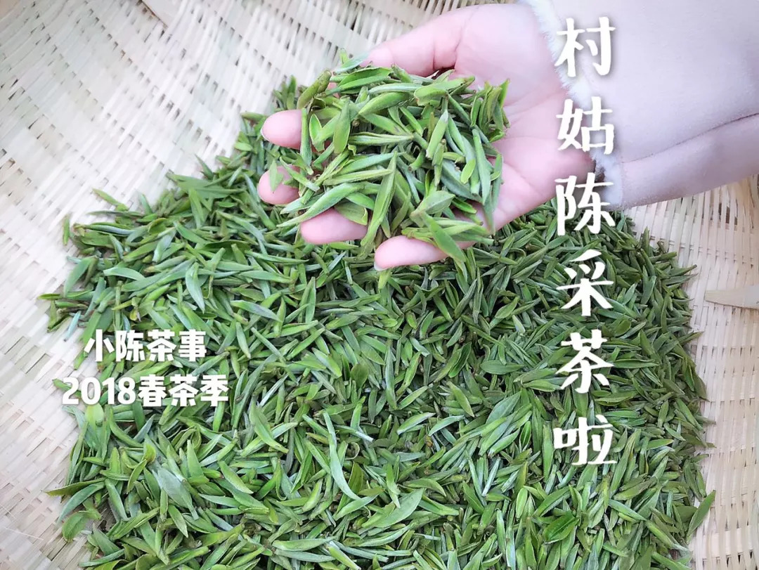 喝白茶的常见问题及解决,白茶新茶有青味吗