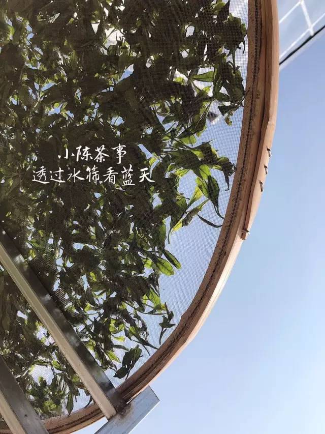 喝白茶的常见问题及解决,白茶新茶有青味吗