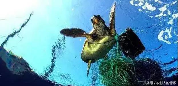 “三竹”过后真正的报应来了