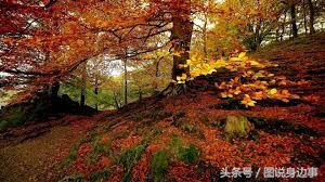 秋的句子短句,秋是一个充满诗意的季节